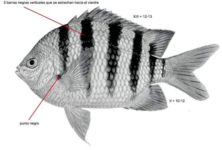 Abudefduf saxatilis_01.jpg